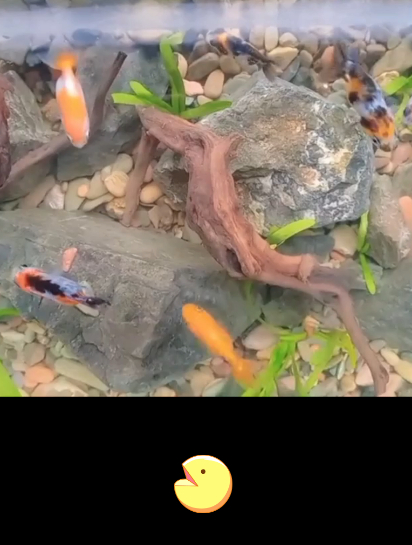 你见过会跳舞的兰寿金鱼吗?马上给大家表演一个三百六十度转圈圈