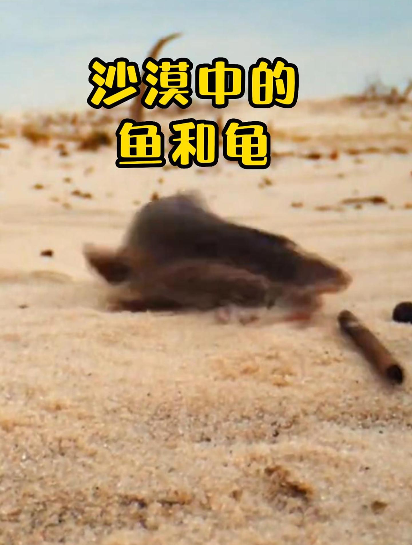 沙漠里不仅有鱼,还有乌龟,都能自己找到水!