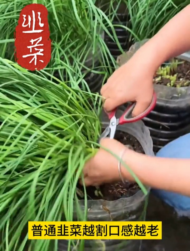 阳台盆栽韭菜,用根苗移栽,种上一次都不用买了!