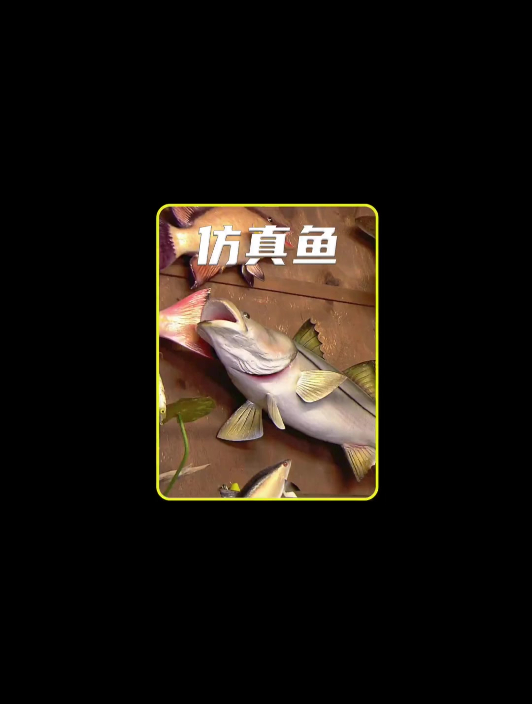 两分钟带你了解鱼类标本制作的全过程