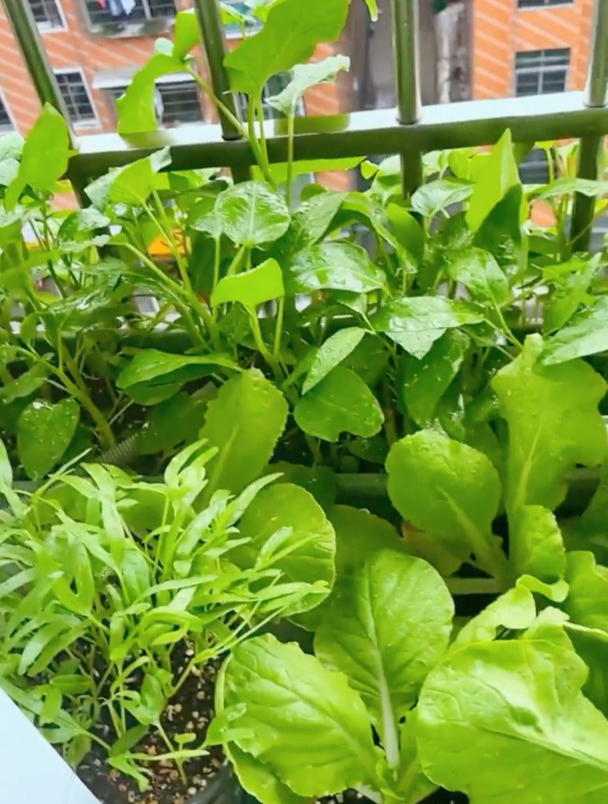 盆栽“鸡毛菜”想长得旺!这几个“关键”要牢记,做好开爆盆!