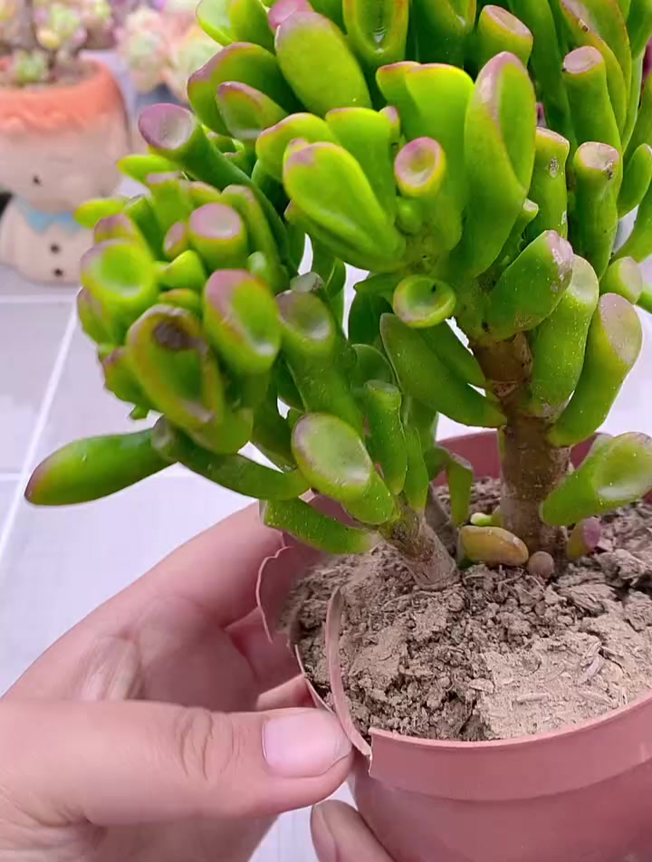 多肉植物养护小常识