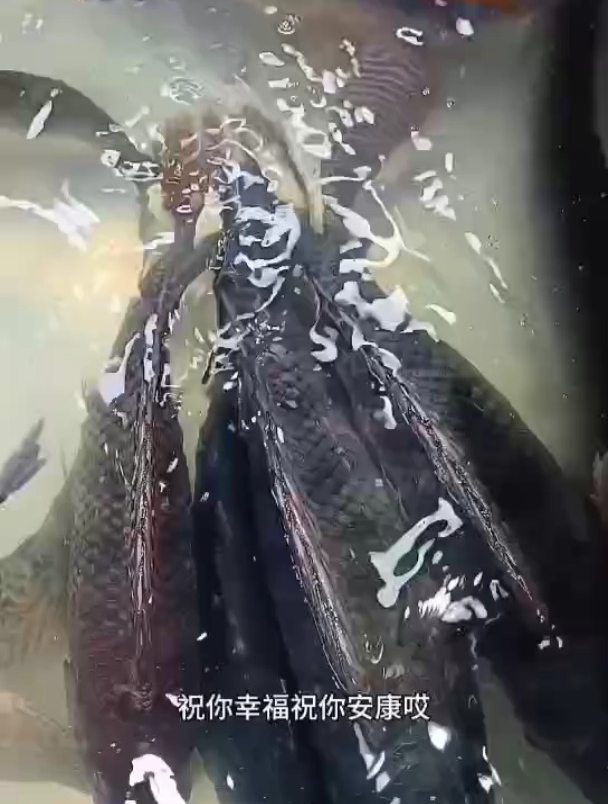 福寿鱼背鳍会刺手、抓时要小心、不过味道鲜美、你喜欢吃吗?