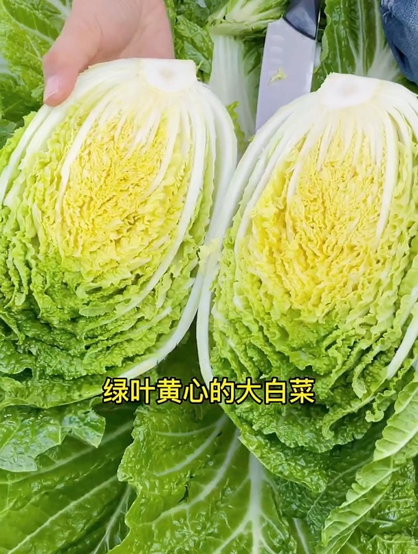 种植黄心大白菜的时间你真的知道吗?上午和下午播种差别很大!