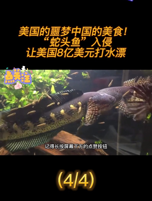 美国的噩梦,中国的美食!“蛇头鱼”入侵,让美国8亿美元打水漂