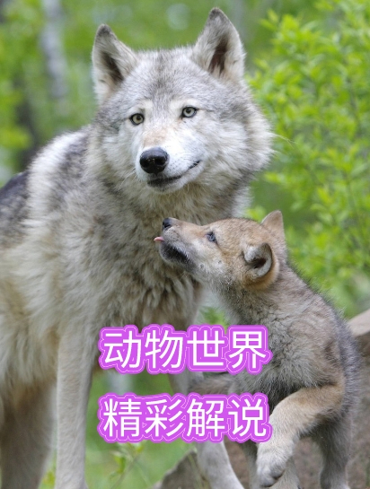 太平洋:狼鳗堪称海底蟒蛇,长着坚硬外壳的面包蟹,被一口咬碎5