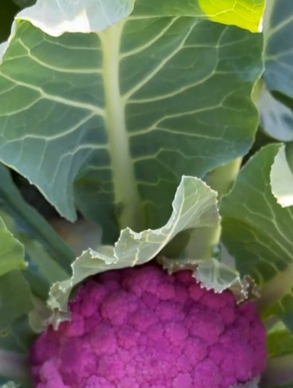 紫色花椰菜适合家庭种植,富含满满花青素,颜色好看而且口感脆嫩!