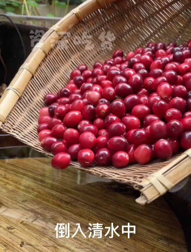 做个蔓越莓阿胶糕