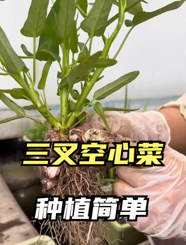 种空心菜出芽率低?照这个方法,不用移栽,30天采摘嫩叶,太爽口