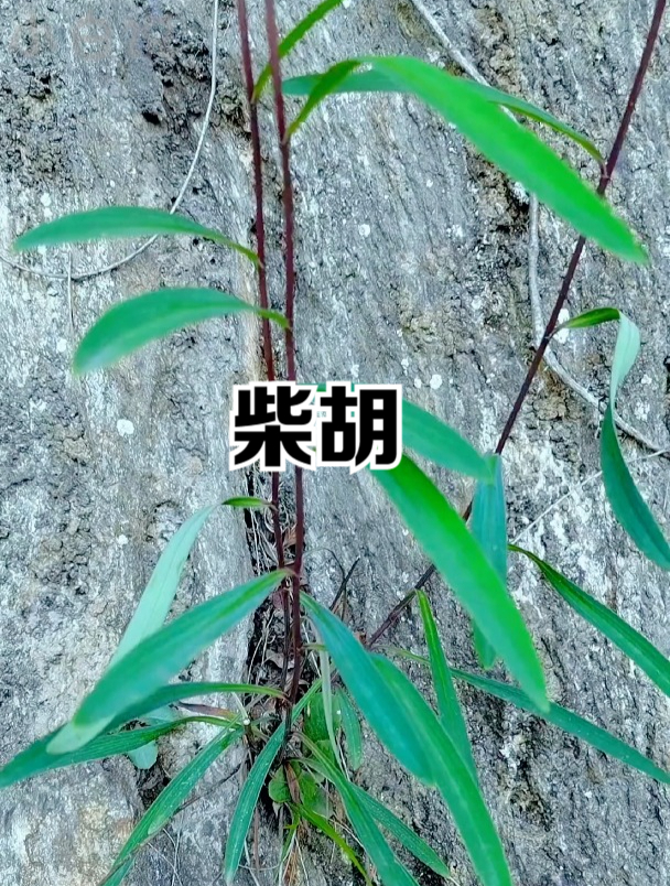 柴胡,经常看到它的名字,但长在野外的草本柴胡你见过吗?