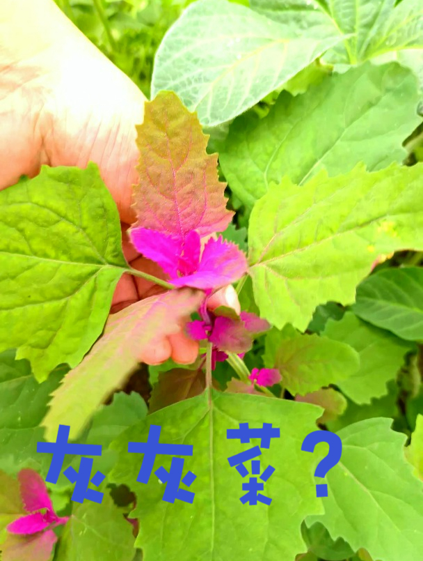 灰灰菜有很多种这种红色的能吃吗