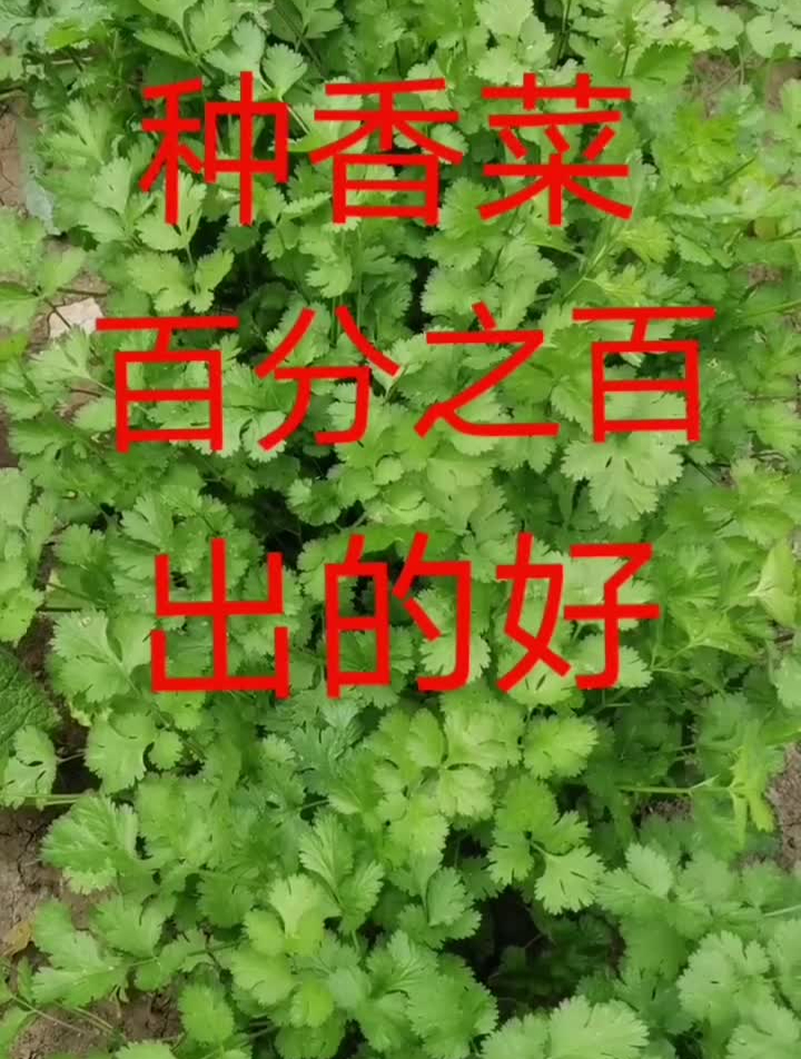香菜出不好,是你没种对