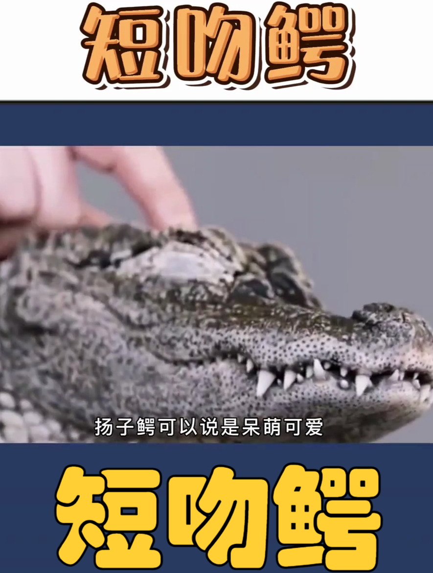 短吻鳄有多待?鳄鱼界的奇葩!美洲短吻鳄