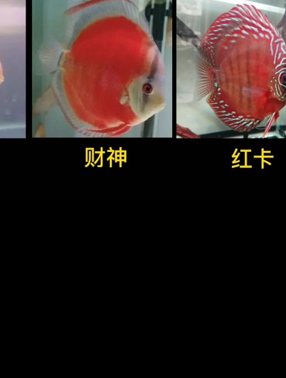 新手如何选品种养七彩鱼?选品种红色系的推荐,红妃财神红卡……