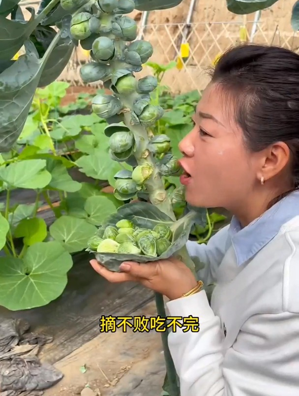 这个菜只有乒乓球大小,也叫“迷你包菜”,路边见到可别忽视了