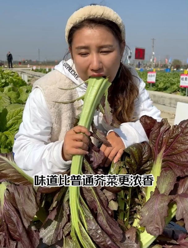 这菜叶子肥厚茎秆大,常用来腌制酸菜,既能观赏还能吃