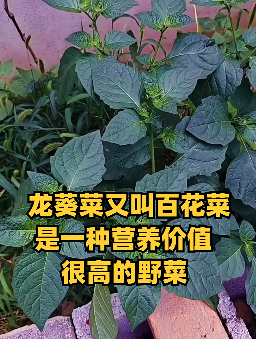 龙葵菜又叫百花菜,是一种营养价值很高的野菜