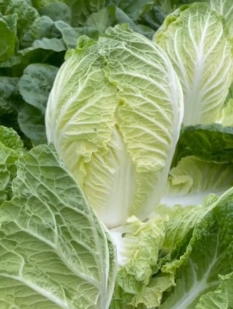 黄心大白菜种子,喜欢吃蔬菜的,菜园子一定不能少了!