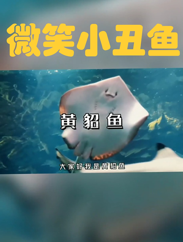 黄貂鱼真的是在微笑吗?你对它的误解实在太深了