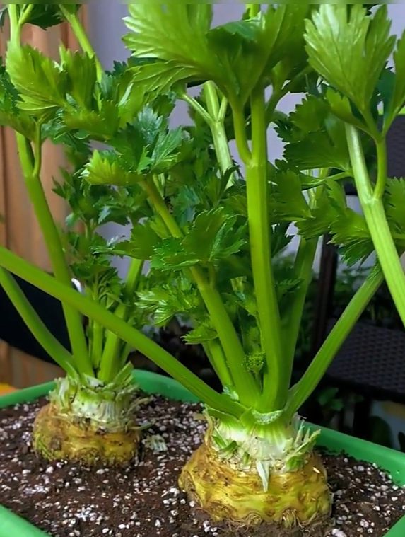芹菜中的“大头娃娃”,很多人只吃叶子,根茎才是宝!