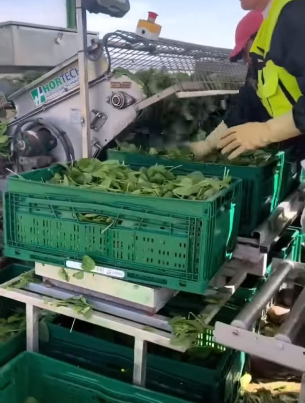 国外机械菠菜收割机——绿叶蔬菜收割机