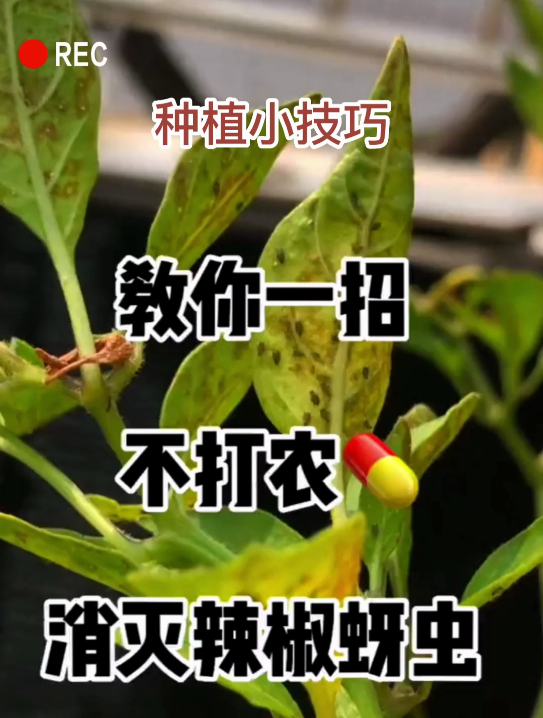 辣椒长蚜虫怎么办?蔬菜专家来帮你,教你一个小妙招,防虫又增产