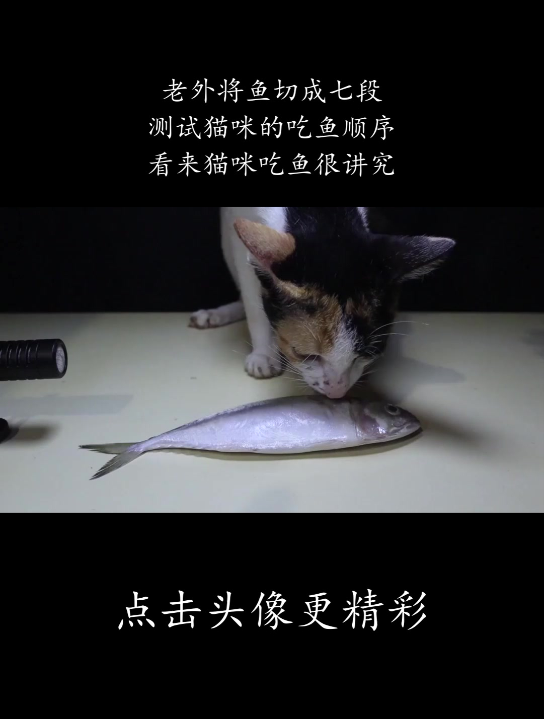 老外将鱼切成七段,测试猫咪的吃鱼顺序,看来猫咪吃鱼很讲究!