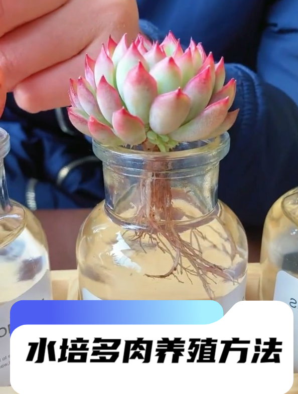 水培多肉如何养护颜色鲜艳?做好2足,长得更旺每盆肉嘟嘟
