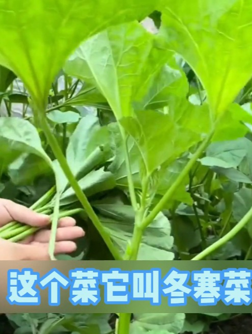 冬寒菜也叫冬葵,它是80后的回忆,口感嫩滑清香,一长就是一大片