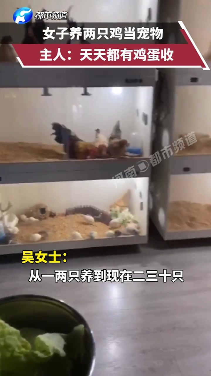 女子养两只鸡当宠物,主人:天天都有鸡蛋收