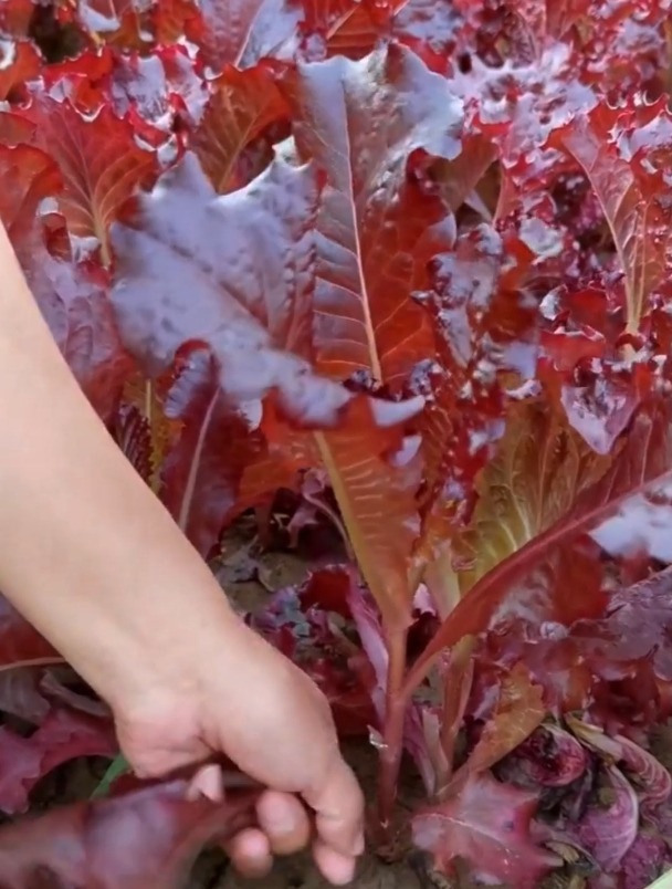 有“蔬菜王”之称的紫叶生菜,长得像花一样,吃起来柔软细腻!