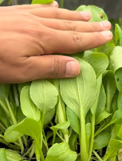 种植“鸡毛菜”需要注意什么?学会这几个知识,长得又大又茂盛!