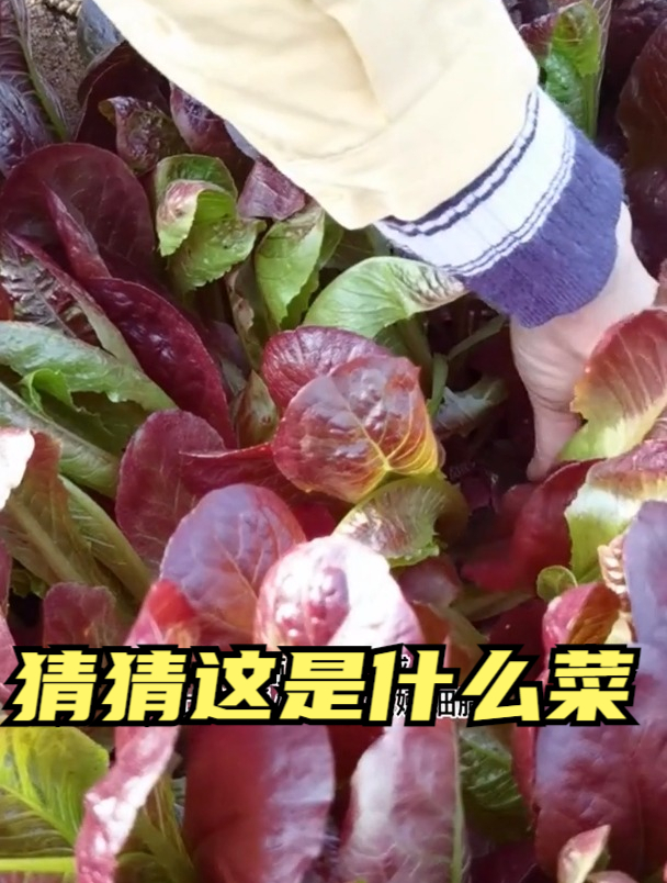 老汉像是打开了新世界的大门,不懂为什么这个香麦菜真的有咖啡味