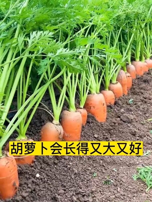 胡萝卜什么时间种植最好?老菜农:六月最合适,光照充足利于生长