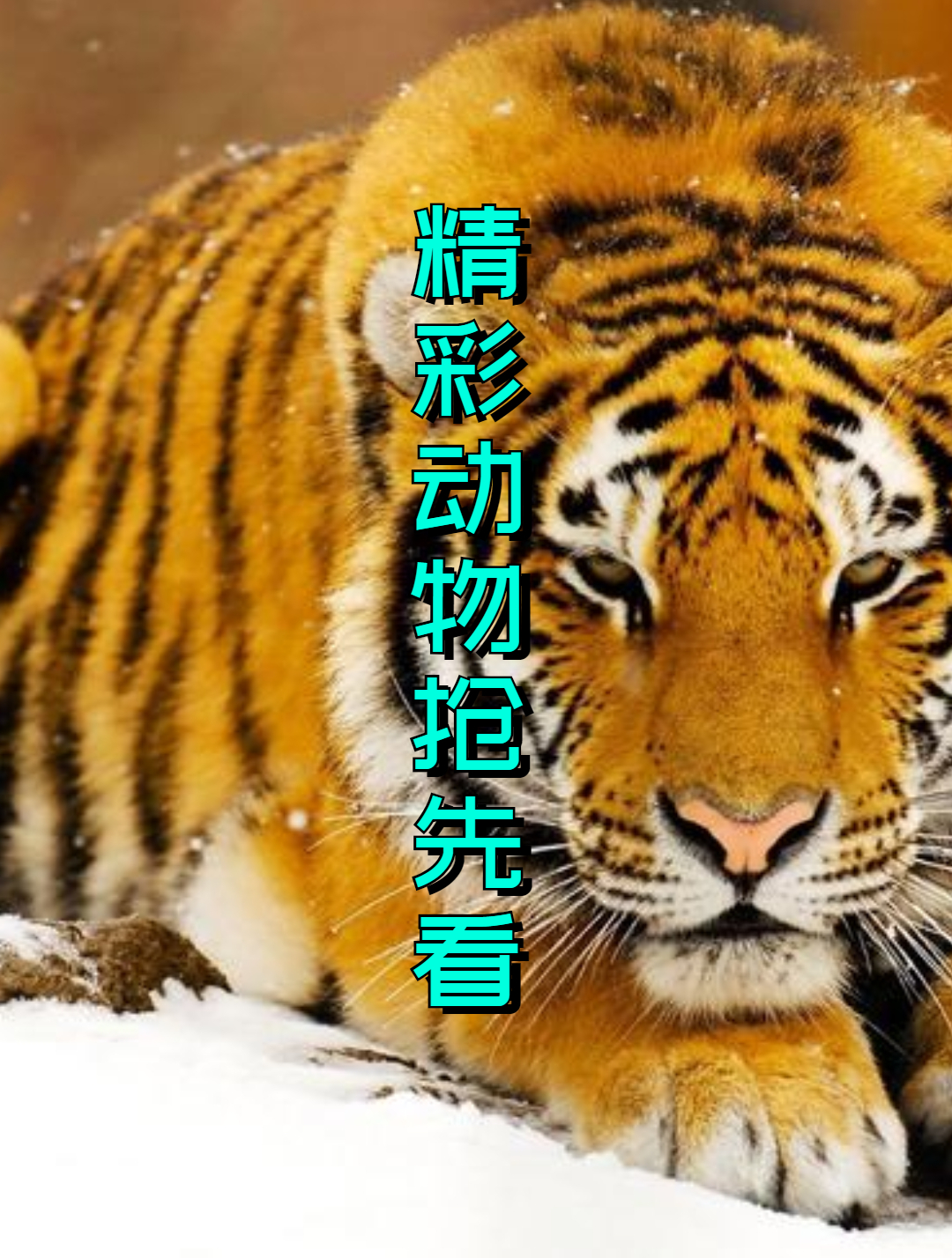 睡袍鲨捕食章鱼,结果被章鱼爪插鳃里不能呼吸,回来复仇被耍2
