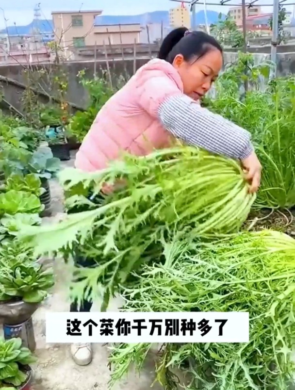 雪菜又叫雪里蕻,常被制成梅干菜,很多人吃过却不认识它