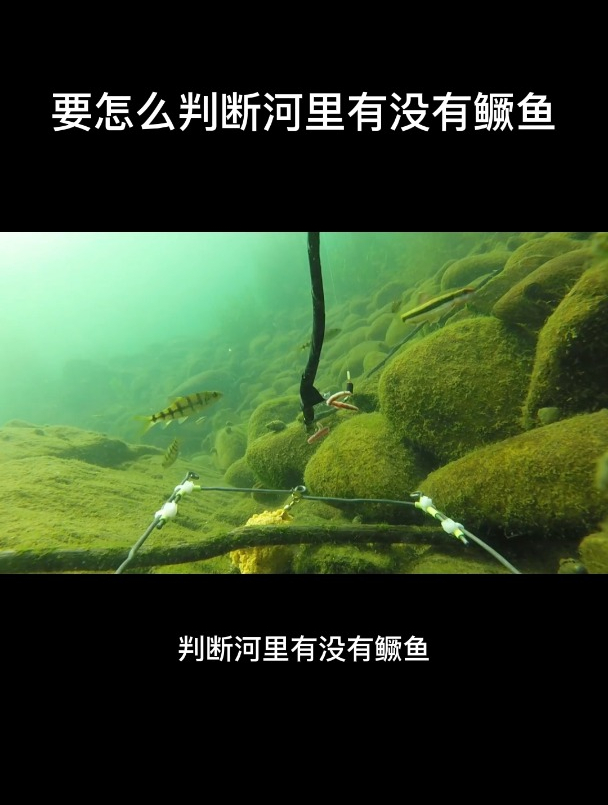 要怎么判断河里有没有鳜鱼