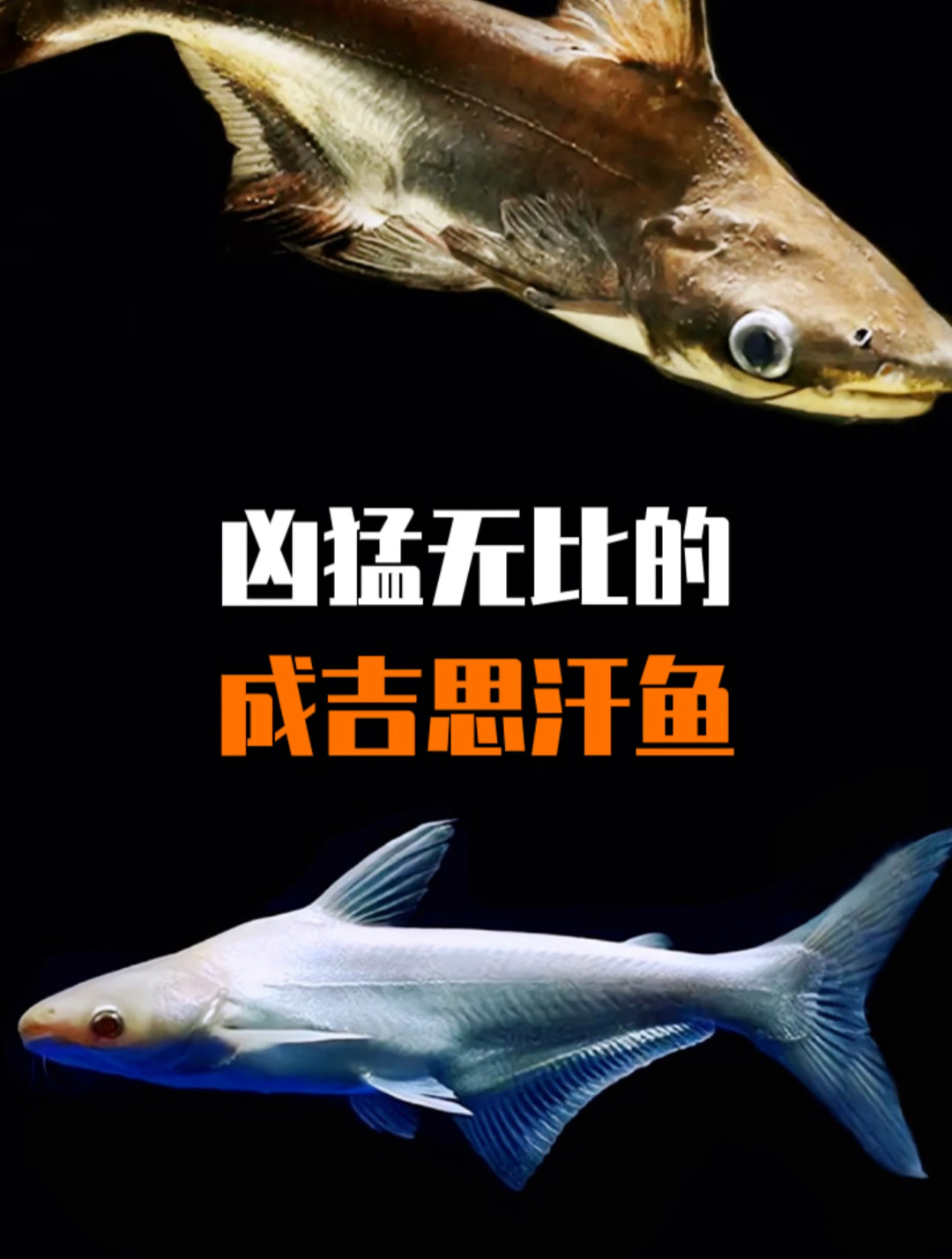 凶猛无比的成吉思汗鱼