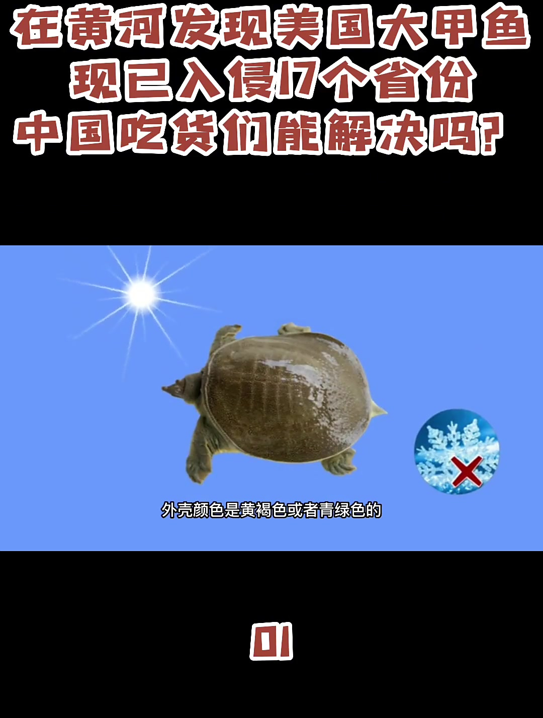 在黄河发现美国大甲鱼,现已入侵17个省份(1)