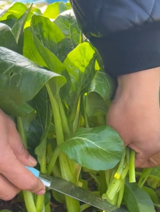 清甜爽口的“四九菜心”,种一次能收好几茬,鲜嫩可口比肉香!