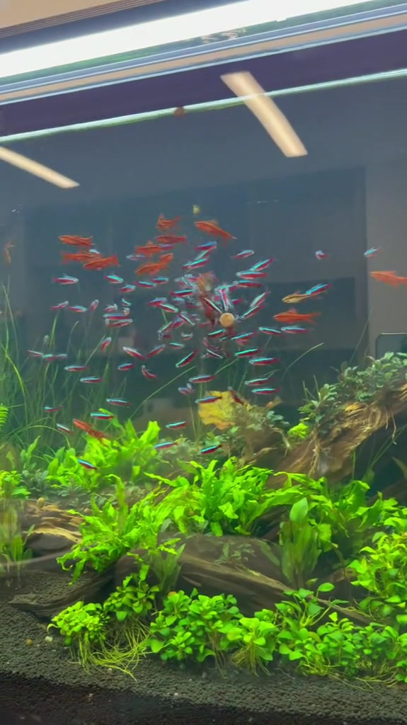 这些小鱼也太美了,真漂亮!