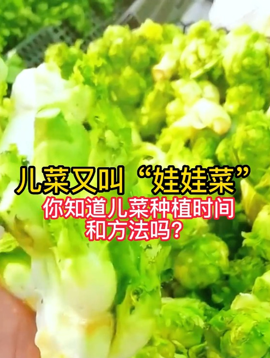 春播儿菜好吃也好种,掌握这个“妙招”,种一次可以采上三五年!