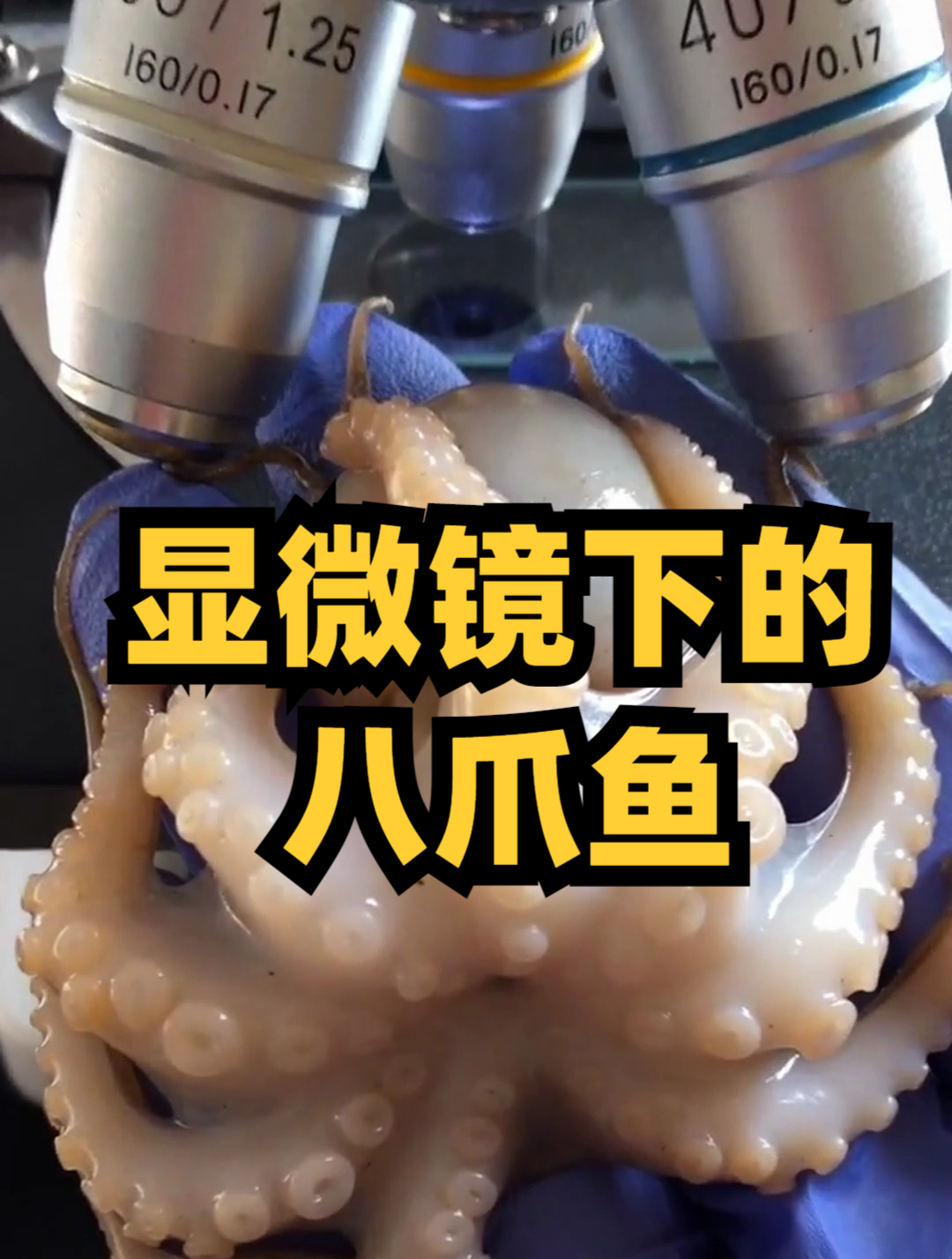 八爪鱼,又名章鱼拥有着八条感觉灵敏的触腕