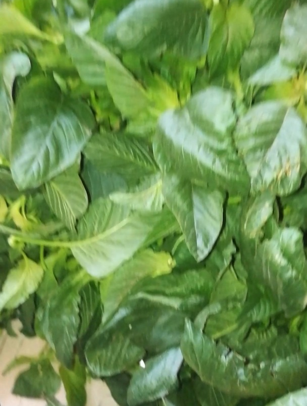 冬天里的野菜!刚摘的杏仁菜,也叫苋菜,可以包饺子蒸包子