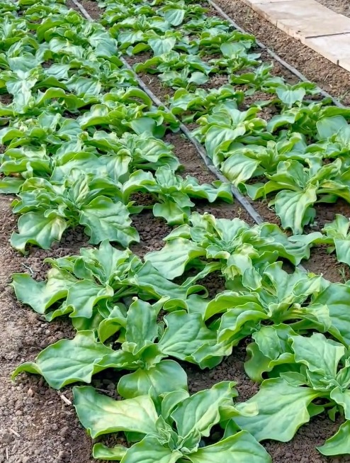 优质高产冰菜种植技巧:掌握2个方法,冰菜增产又提质!