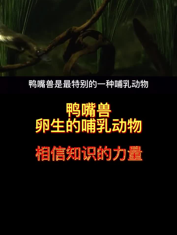 鸭嘴兽!卵生的哺乳动物!