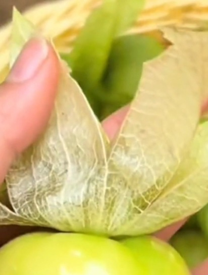 新手在家种植姑娘果,掌握这几个技巧,你种的姑娘果越吃越多!