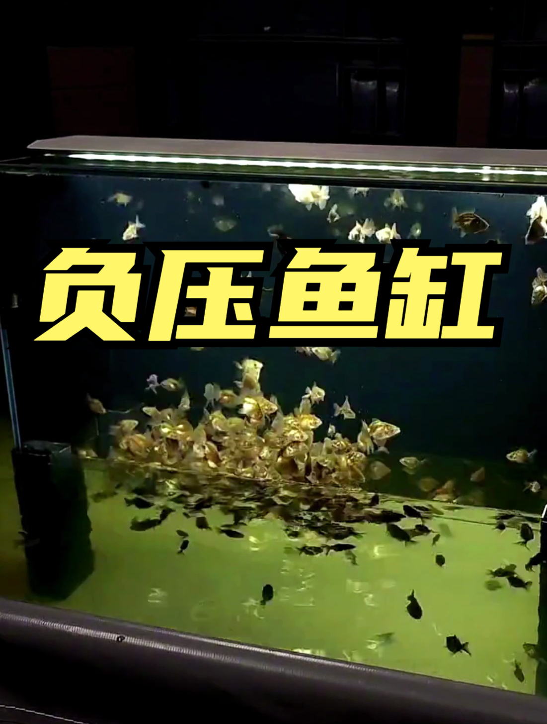 帆布池里的负压鱼缸,既美观又能观察鱼侧身,鱼友们快安排起来