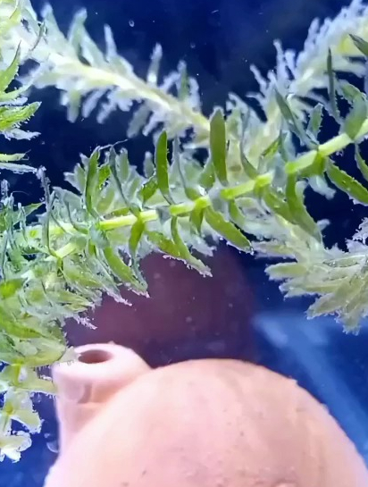 观赏鱼得了白点病怎么办?不用急,只要做两件事就能轻松冶愈了