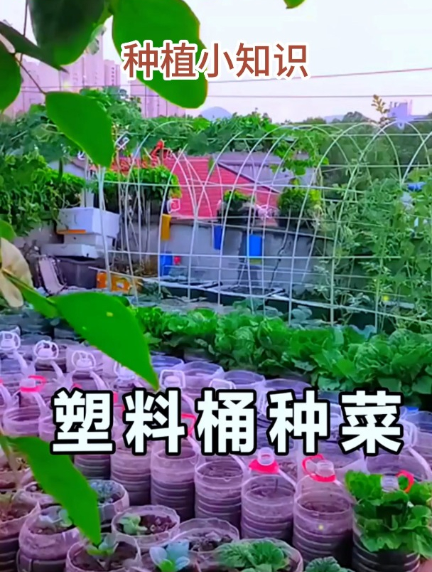 利用旧油桶就能种好菜!一个月不浇水,蔬菜照样蹭蹭涨!